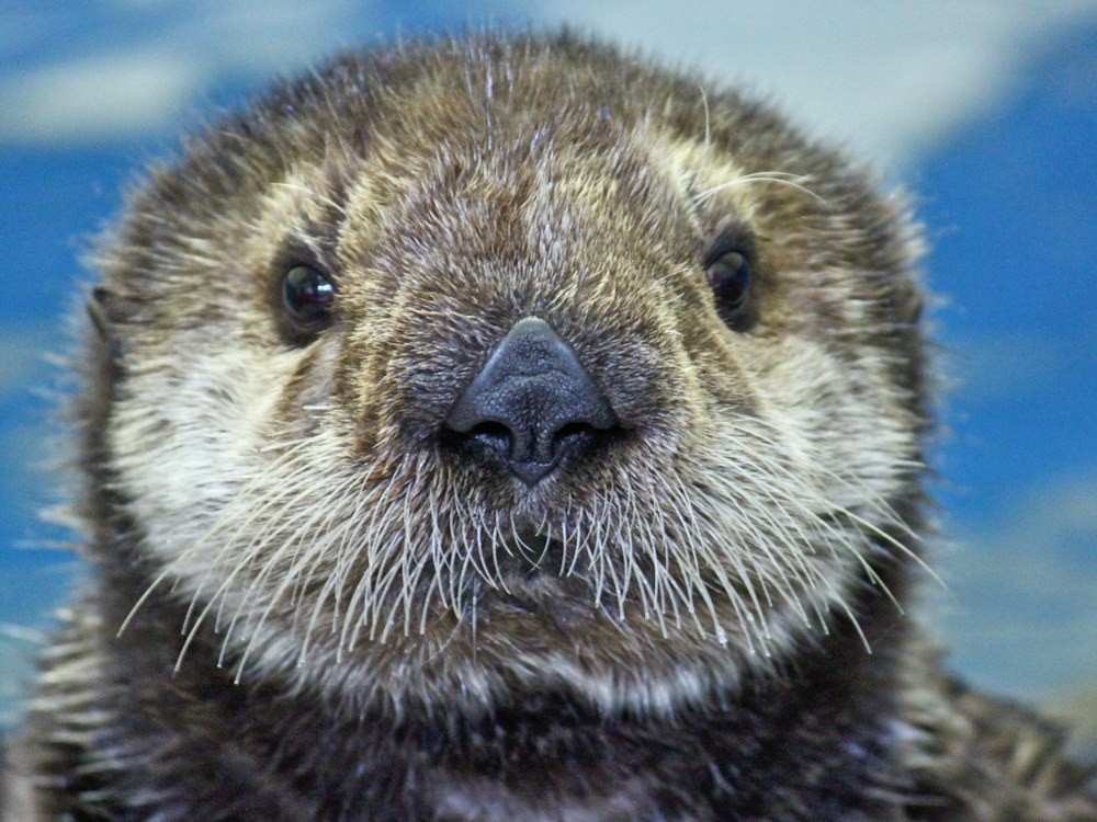 Alaska SeaLife Center Alaska's Public Aquarium